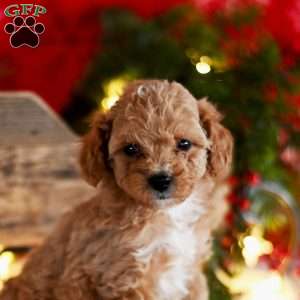 Tiffany, Miniature Poodle Puppy